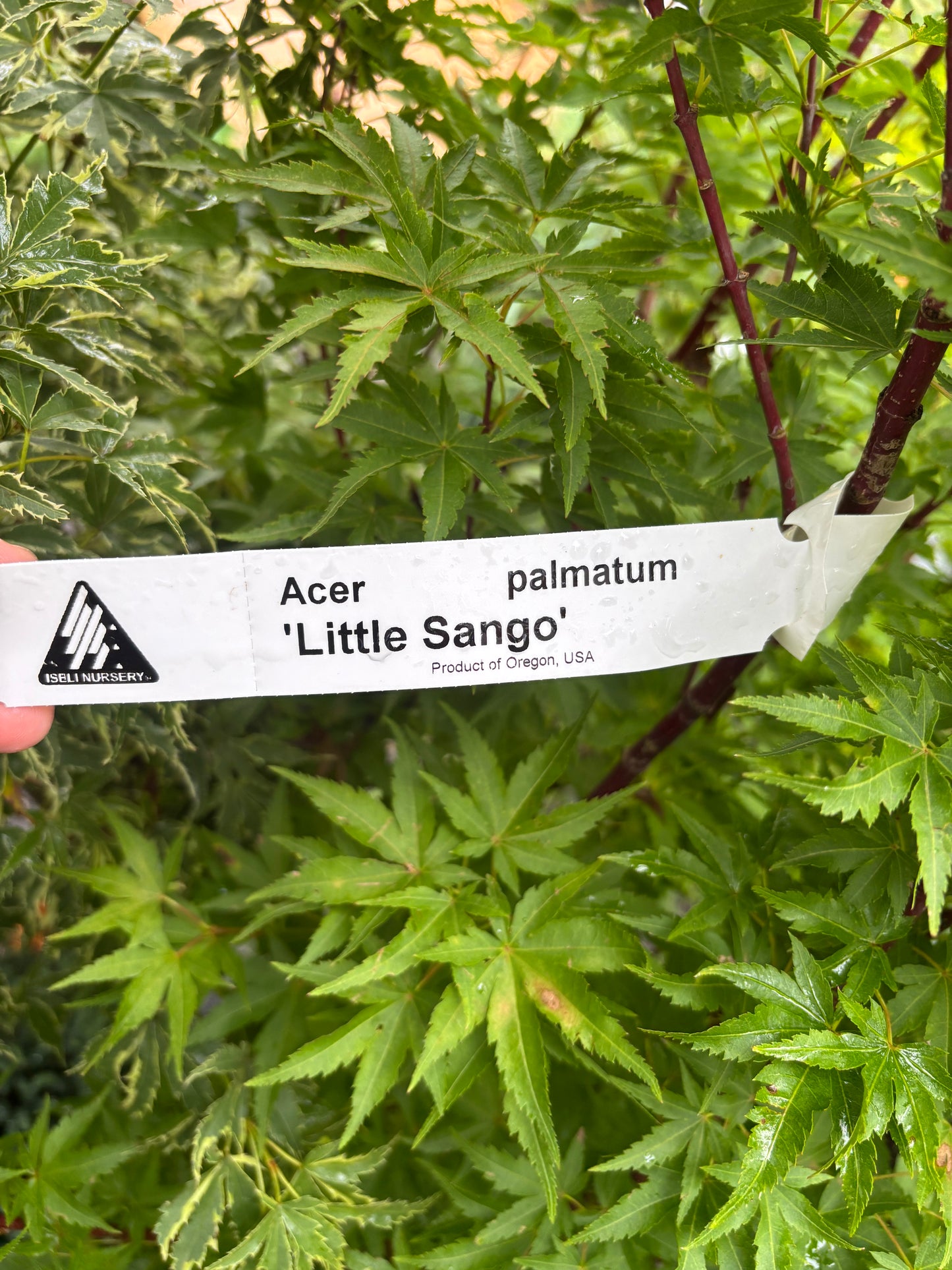 Little Sango Japanese Maple