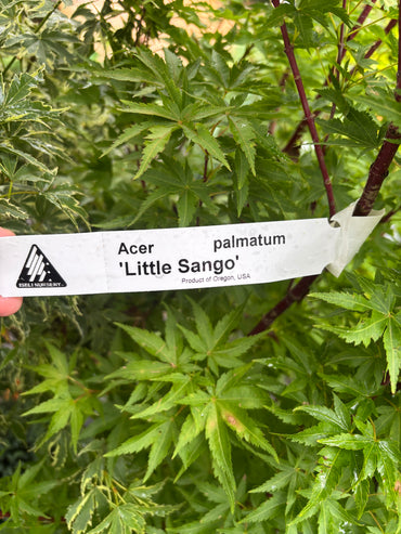 Little Sango Japanese Maple