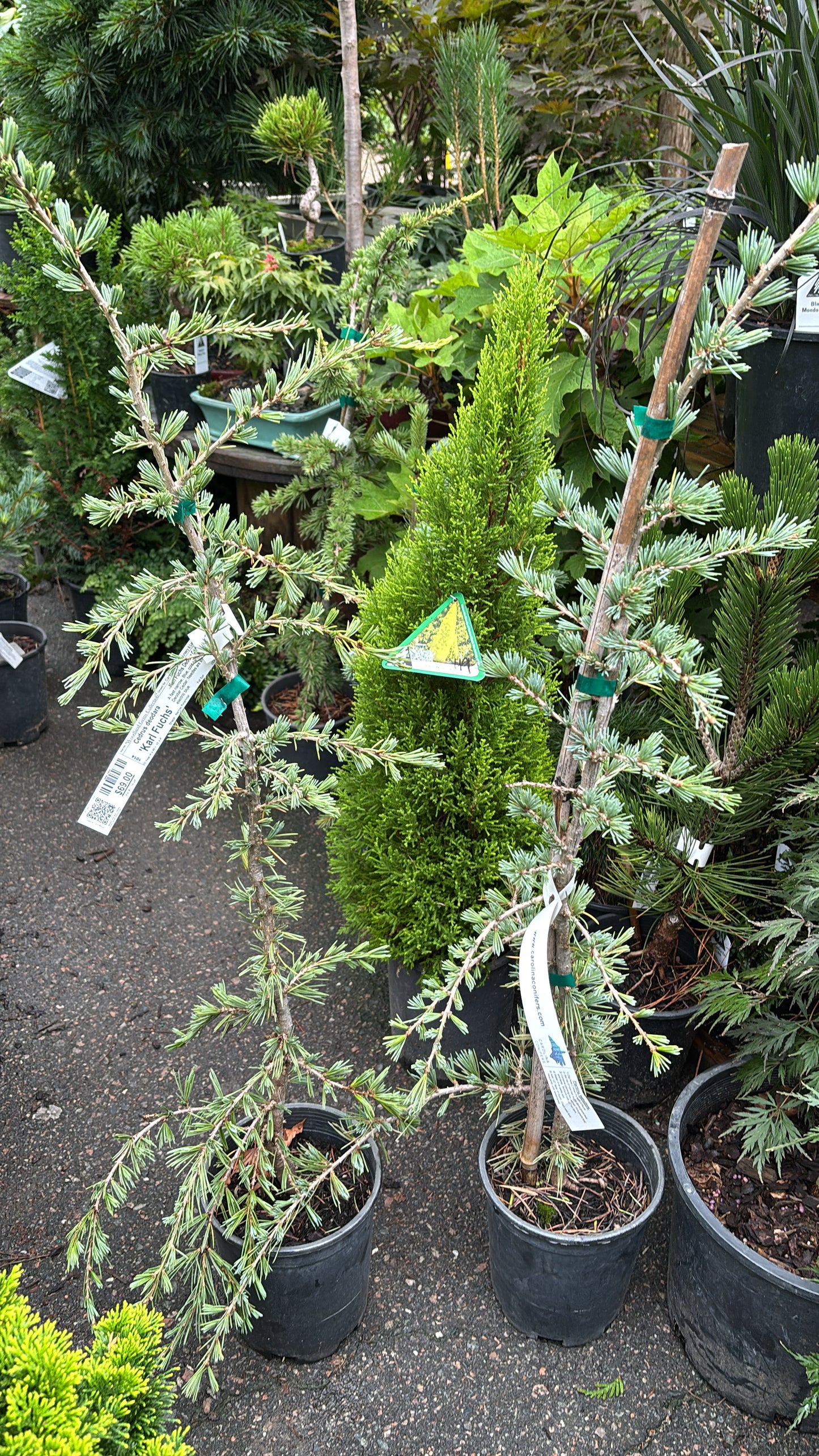 ‘Karl Fuchs’ Deodara Cedar