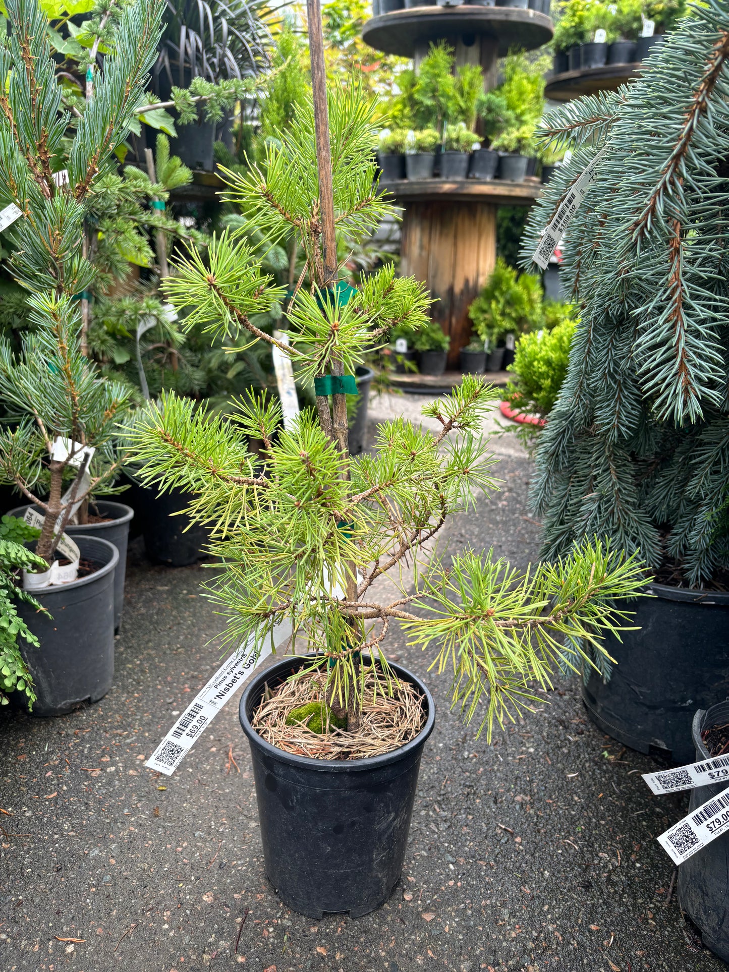 Pinus sylvestris 'Nisbet's Gold'