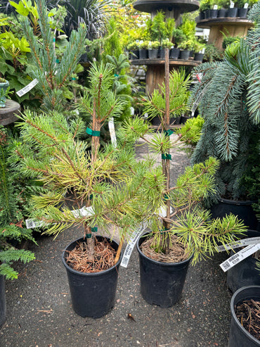 Pinus sylvestris 'Nisbet's Gold'