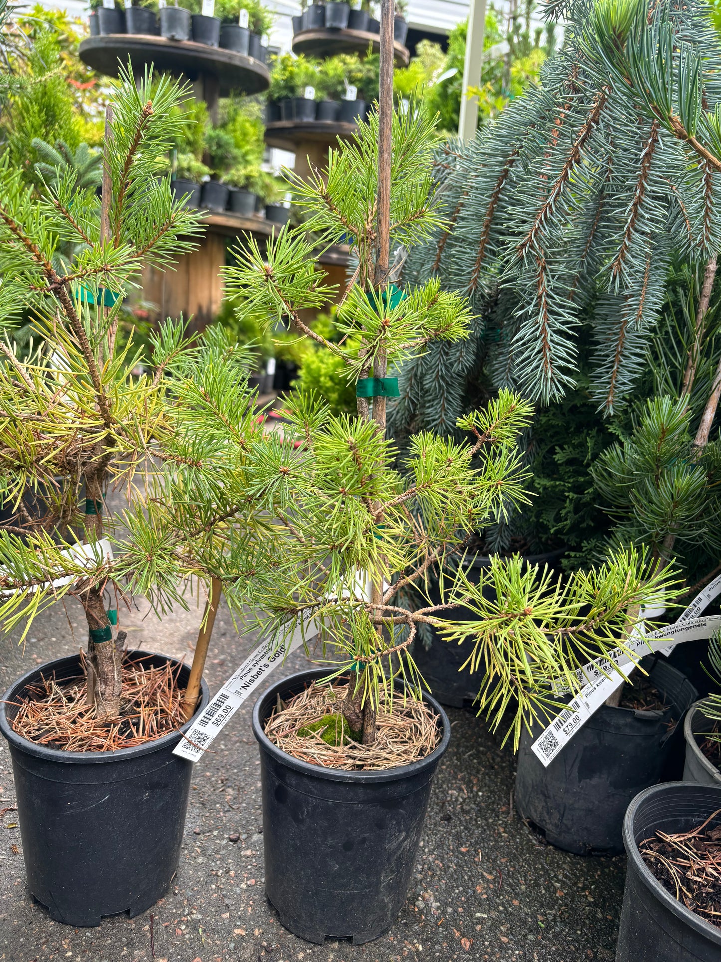 Pinus sylvestris 'Nisbet's Gold'