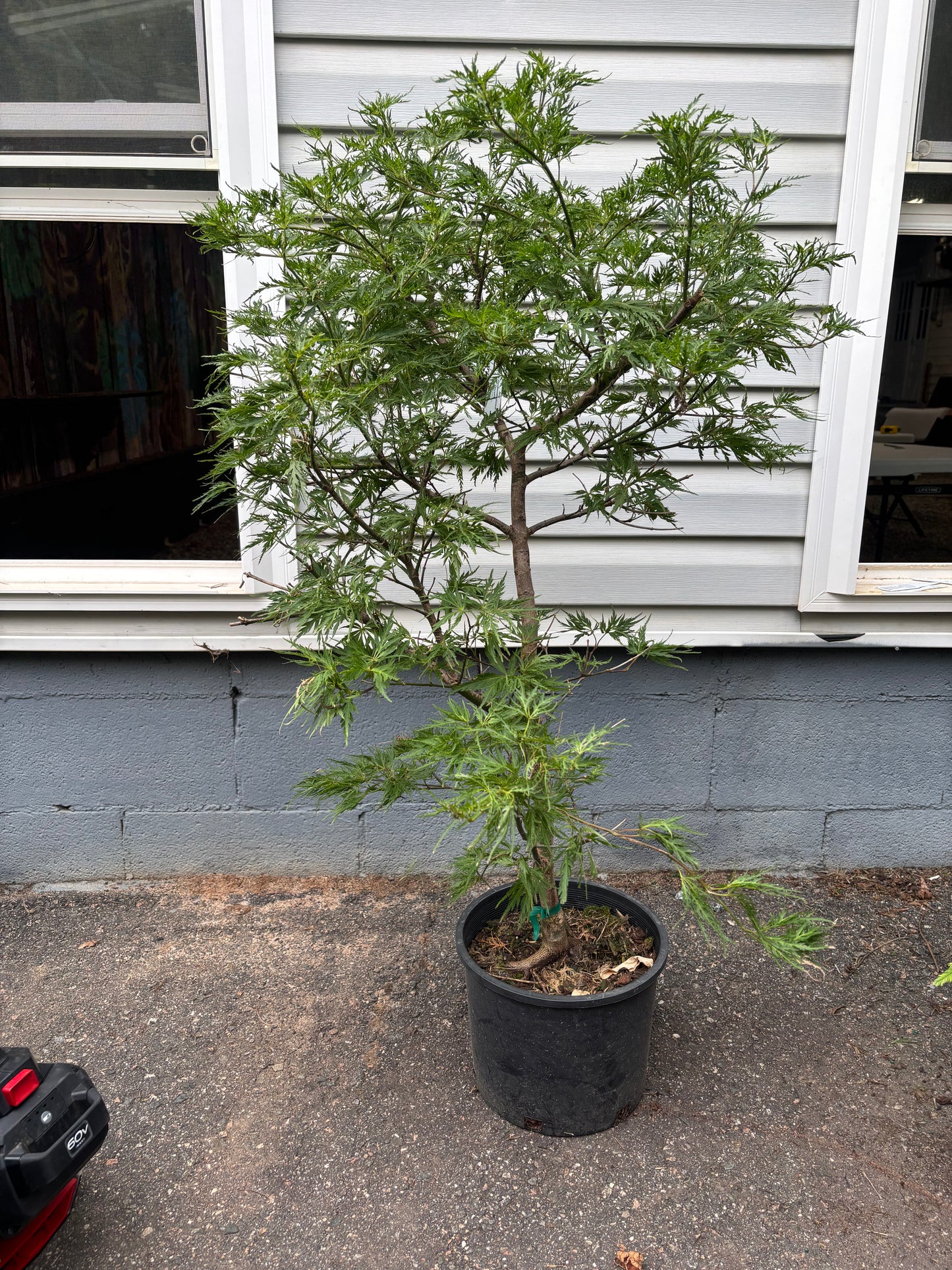 Cascadia Maple – Pacific Rim® Collection