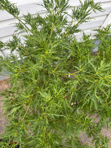 Cascadia Maple – Pacific Rim® Collection