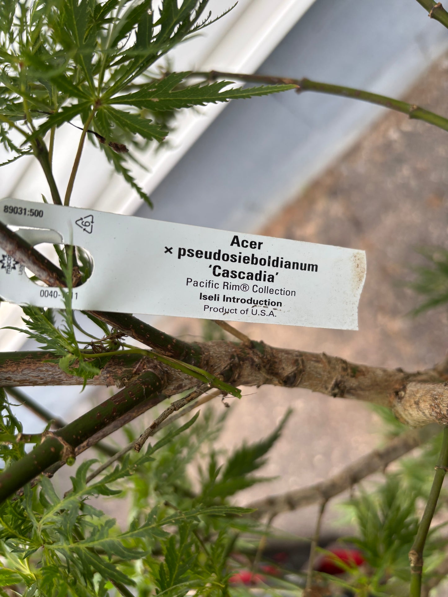Cascadia Maple – Pacific Rim® Collection