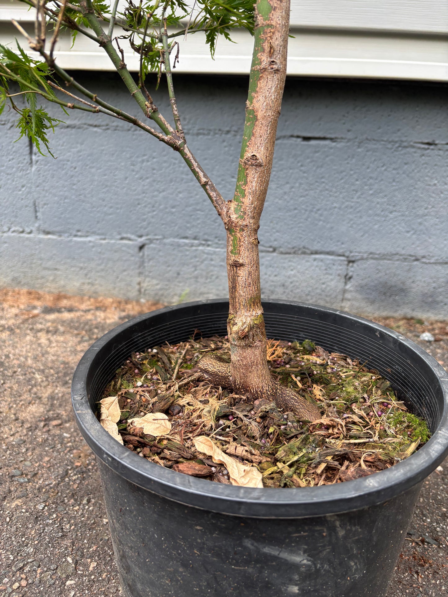 Cascadia Maple – Pacific Rim® Collection