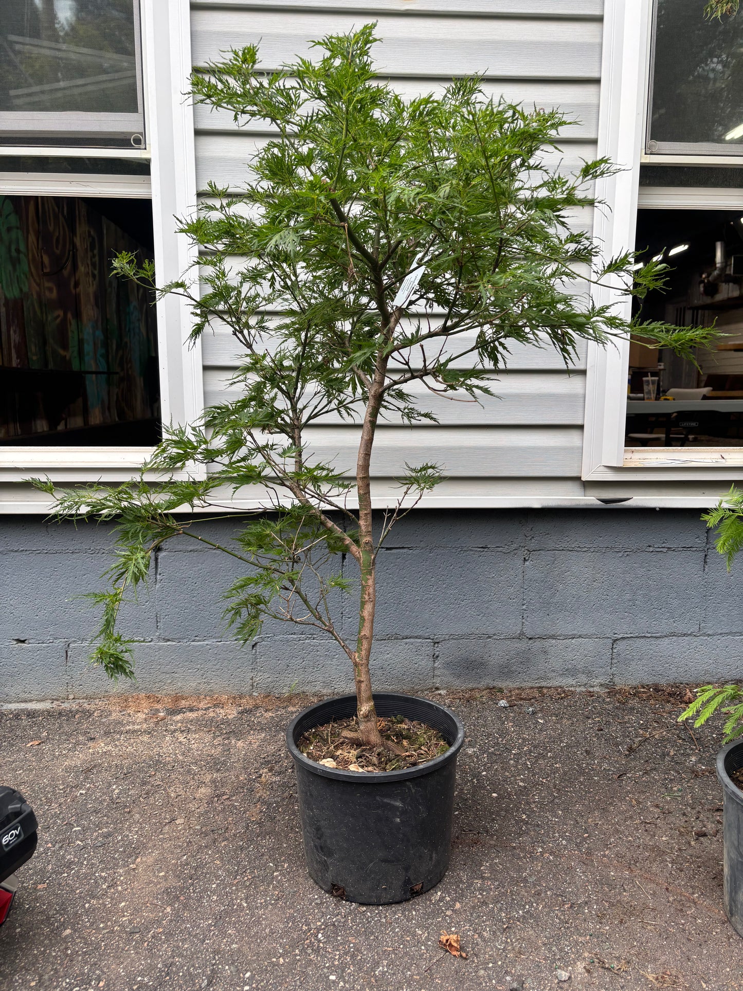 Cascadia Maple – Pacific Rim® Collection