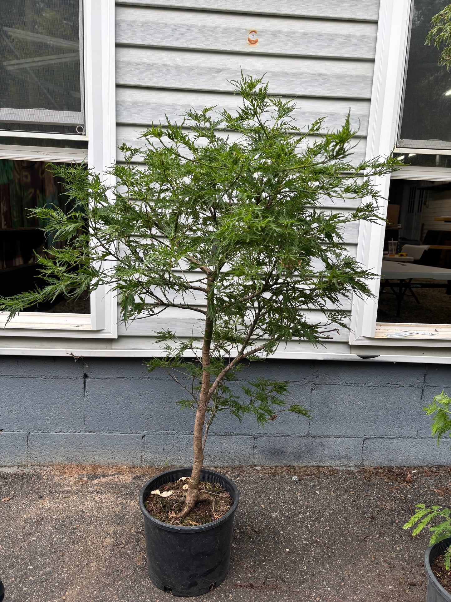 Cascadia Maple – Pacific Rim® Collection