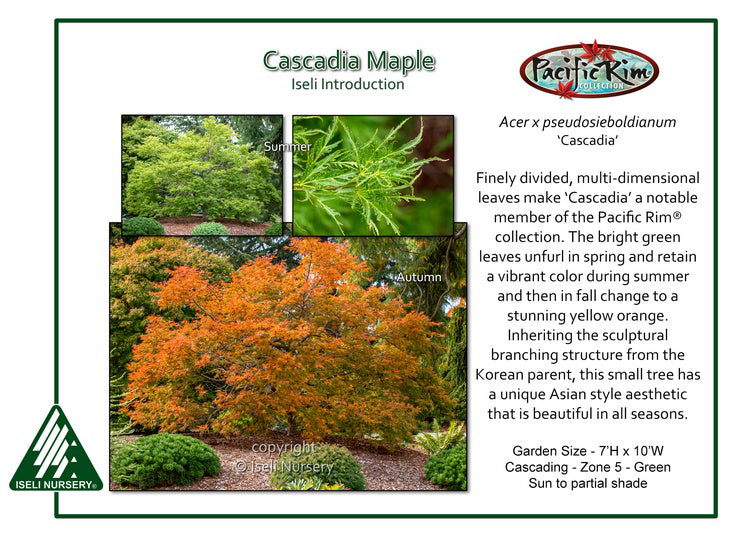 Cascadia Maple – Pacific Rim® Collection