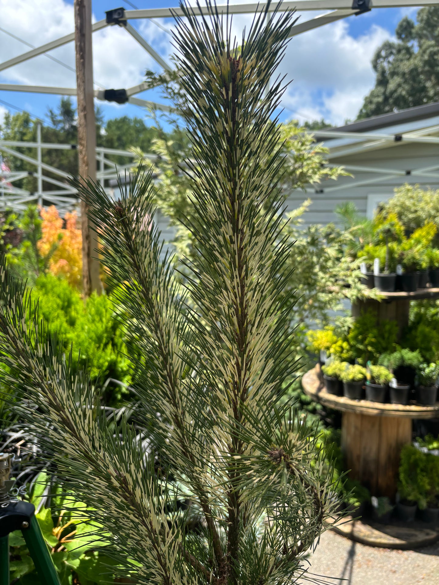 Burke’s Red Variegated Japanese Red Pine