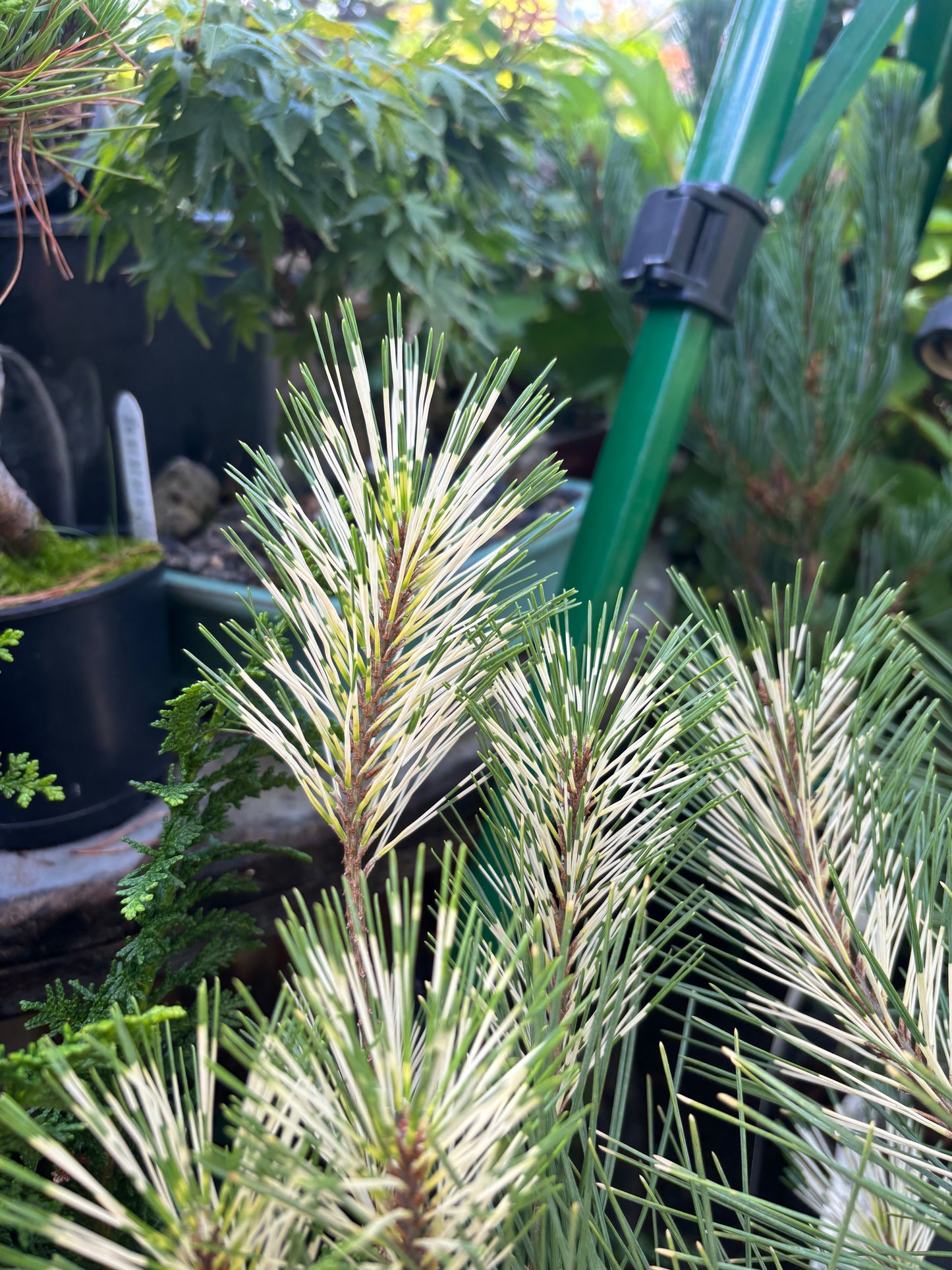 Burke’s Red Variegated Japanese Red Pine