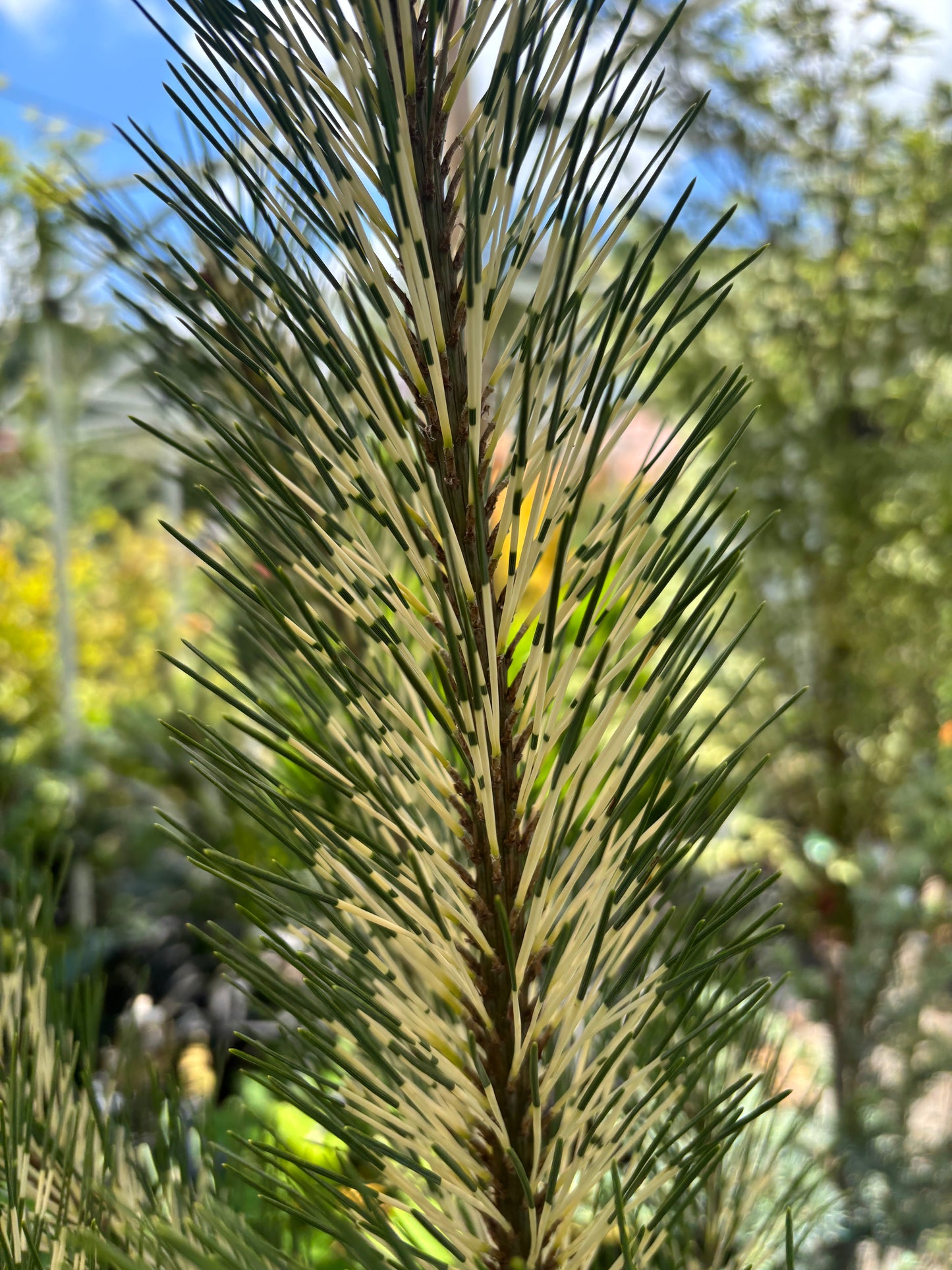 Burke’s Red Variegated Japanese Red Pine