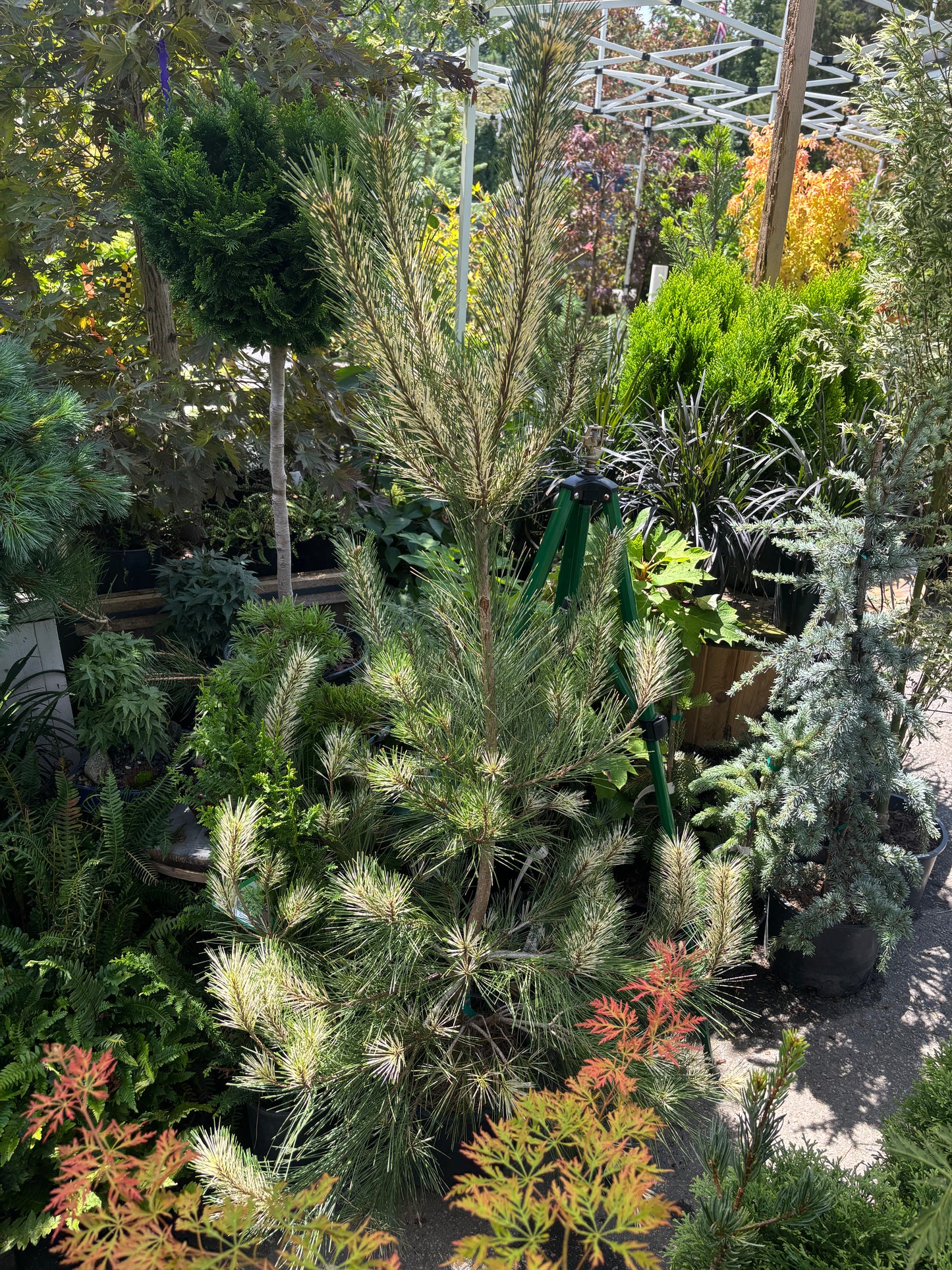 Burke’s Red Variegated Japanese Red Pine