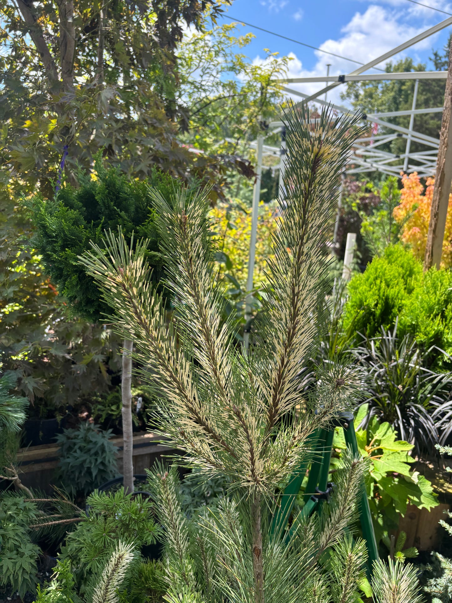 Burke’s Red Variegated Japanese Red Pine