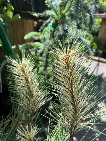 Burke’s Red Variegated Japanese Red Pine