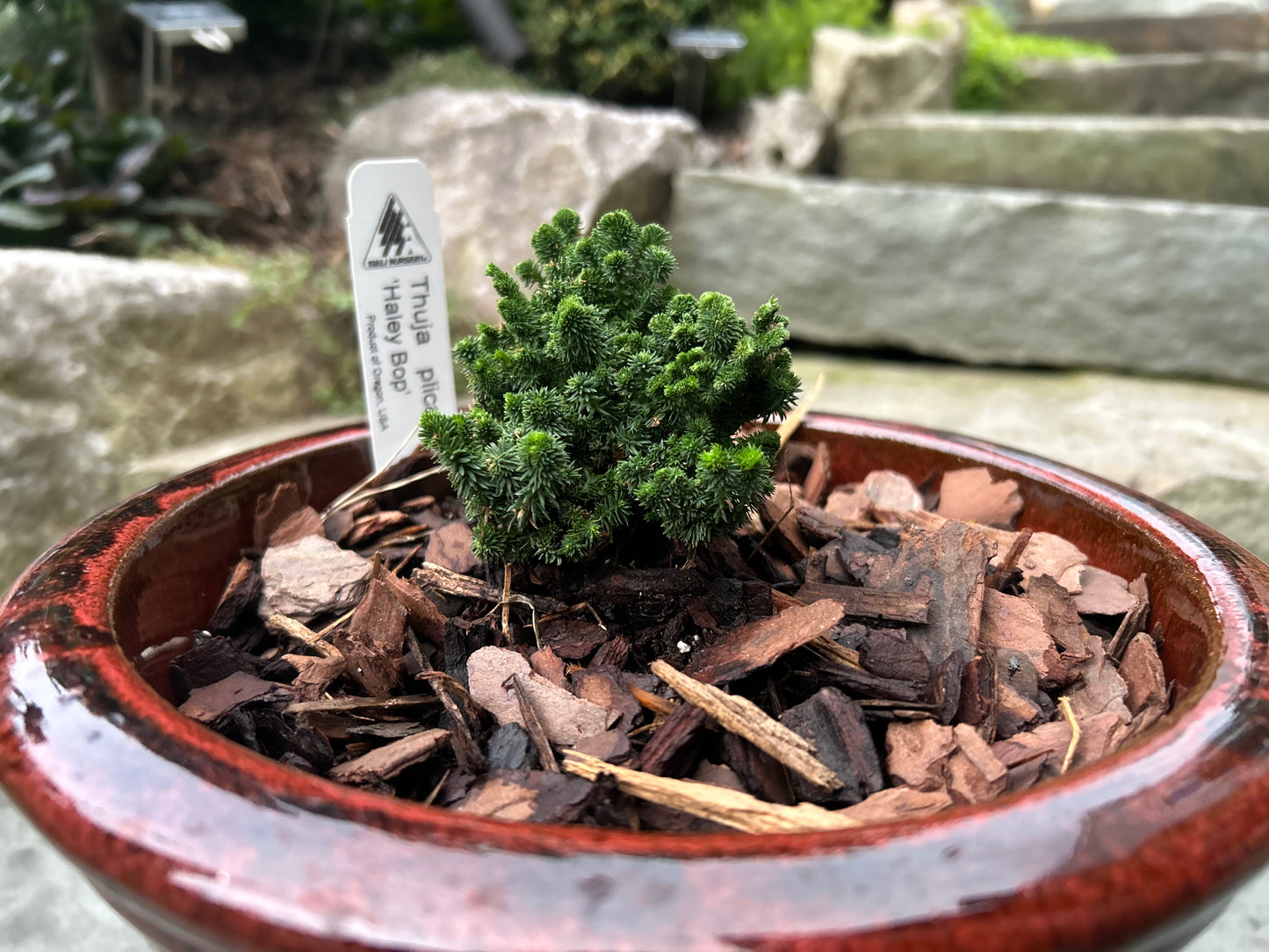 Thuja plicata ‘Haley Bop’