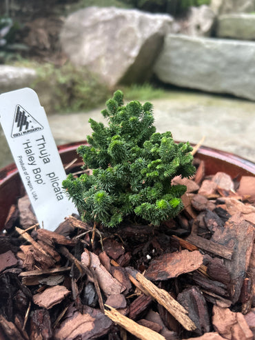 Thuja plicata ‘Haley Bop’