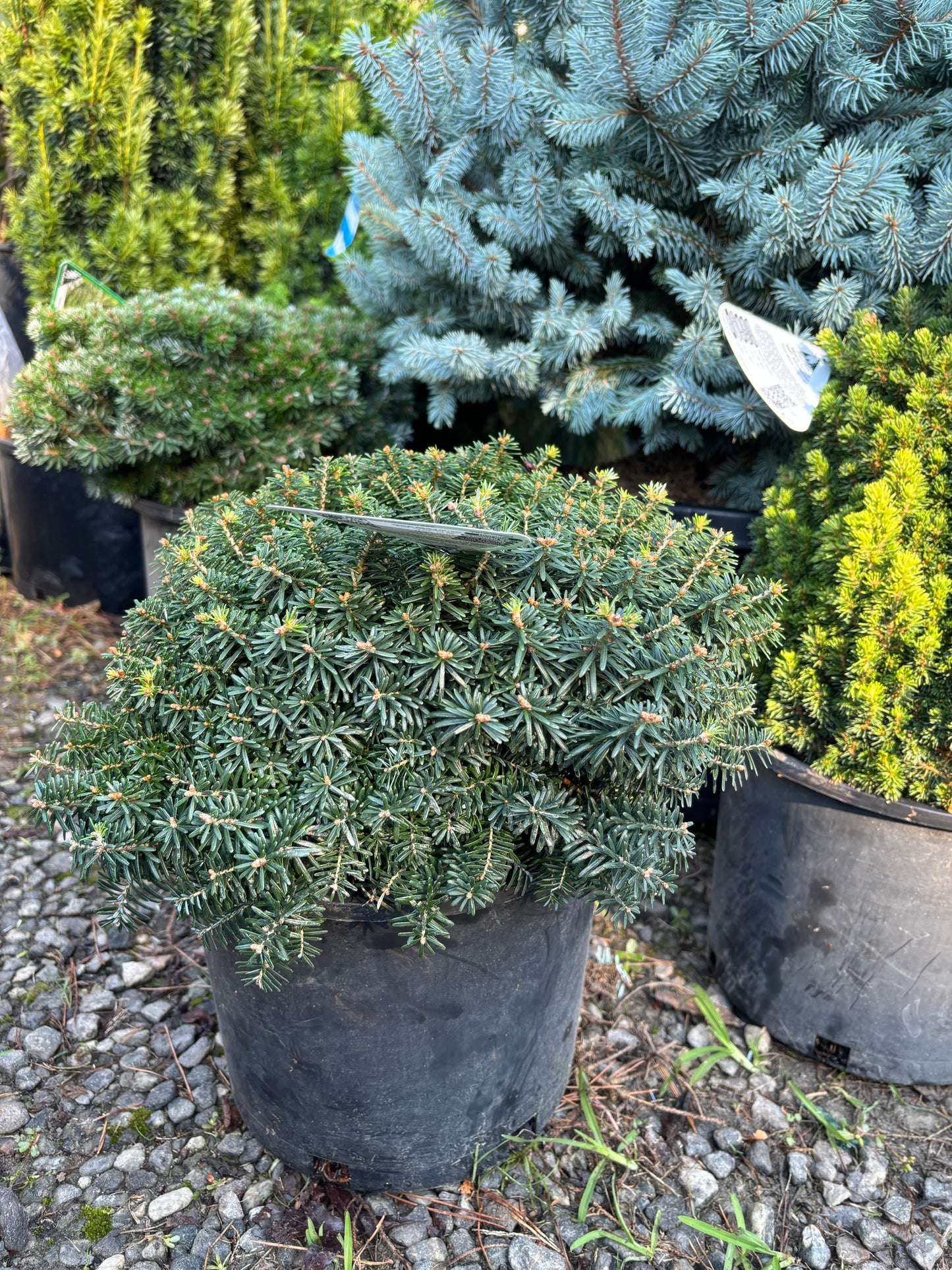 Abies koreana ‘Cis’