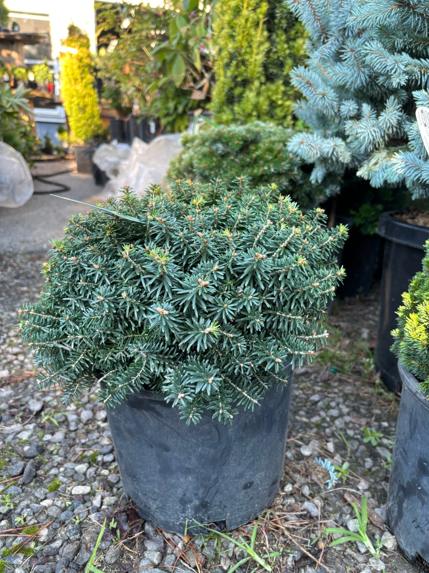 Abies koreana ‘Cis’