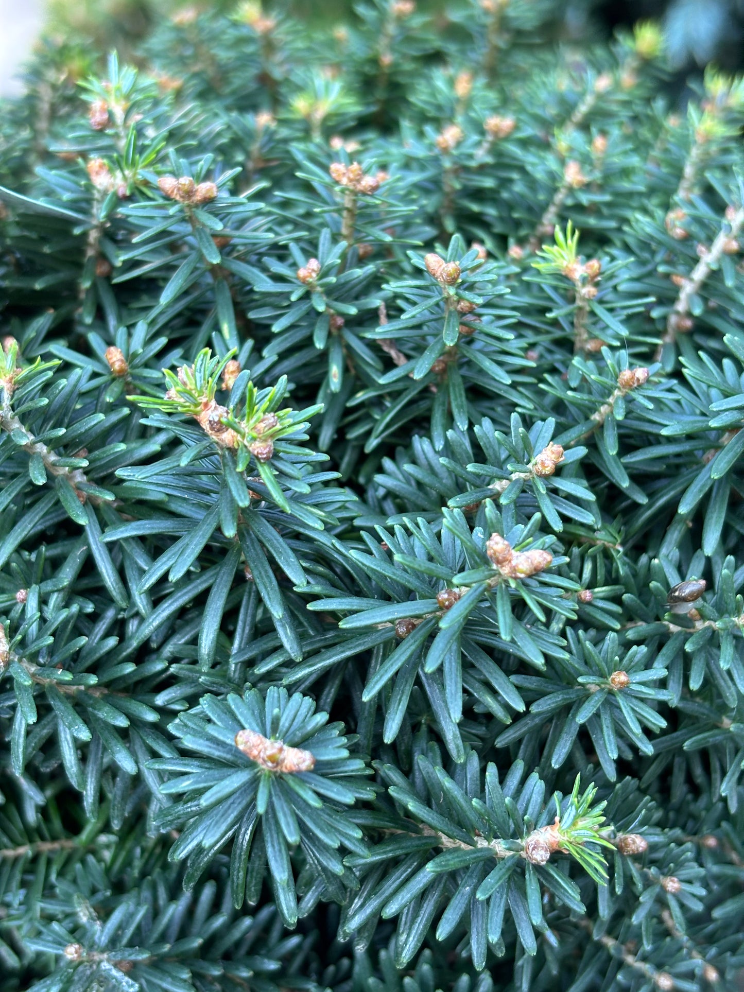 Abies koreana ‘Cis’
