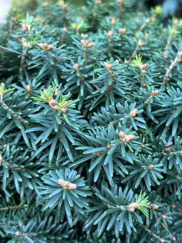Abies koreana ‘Cis’