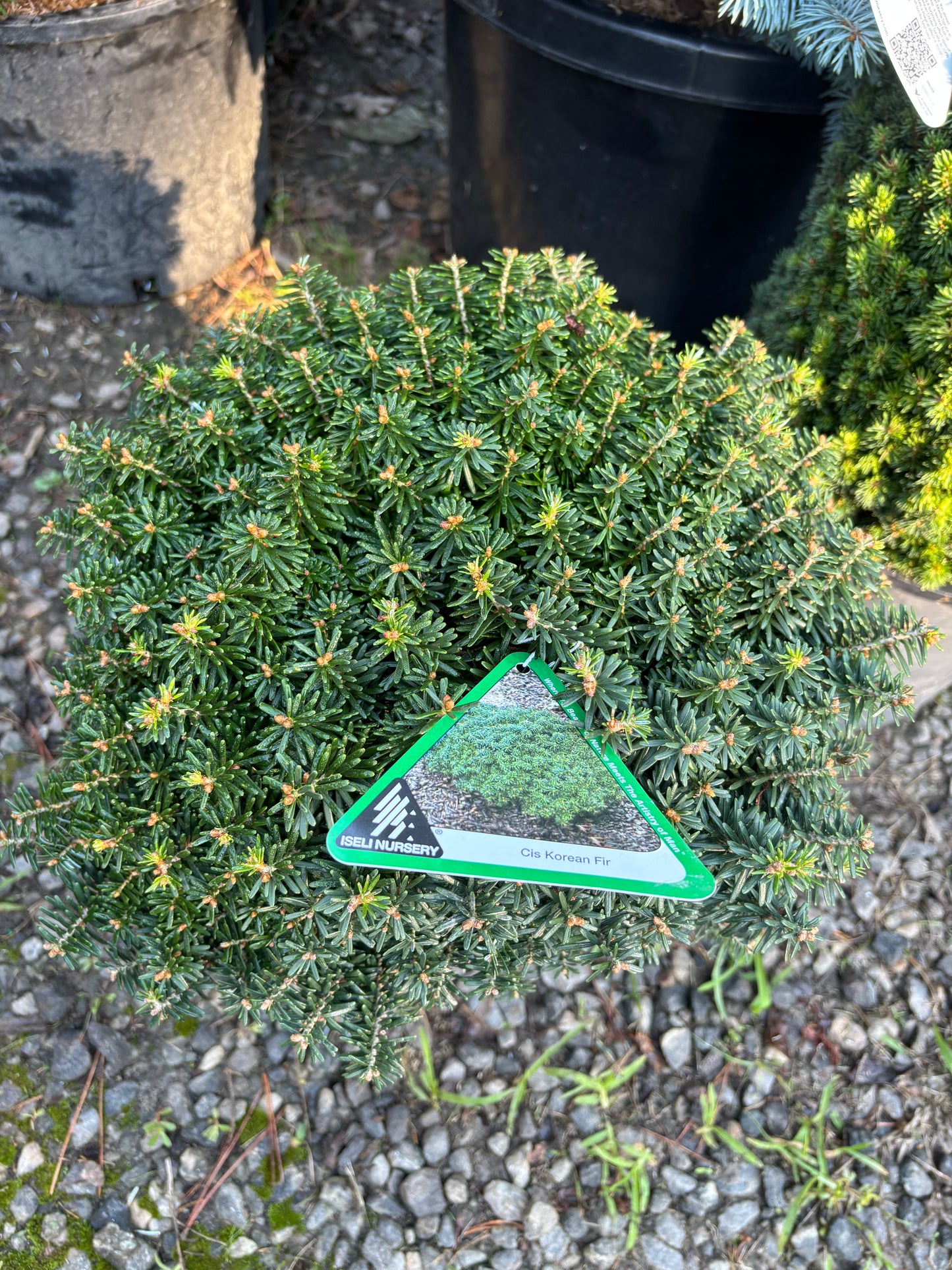 Abies koreana ‘Cis’