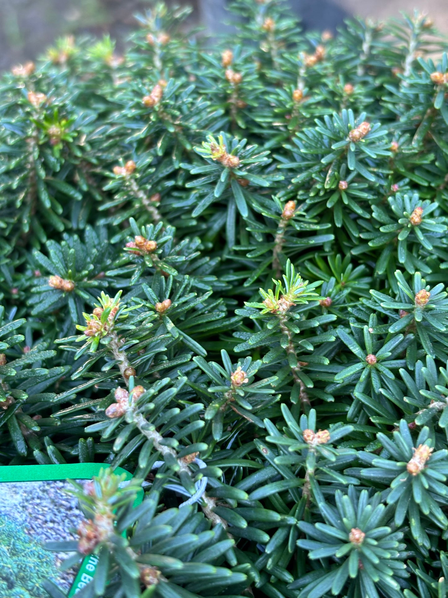 Abies koreana ‘Cis’