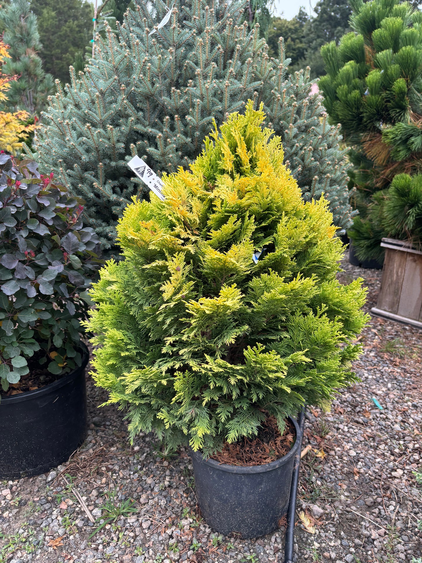 Chamaecyparis lawsoniana ‘Minima Aurea’