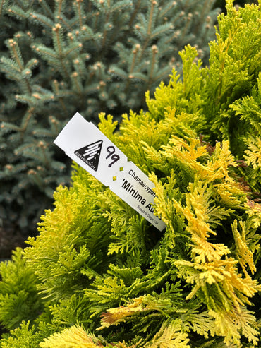 Chamaecyparis lawsoniana ‘Minima Aurea’
