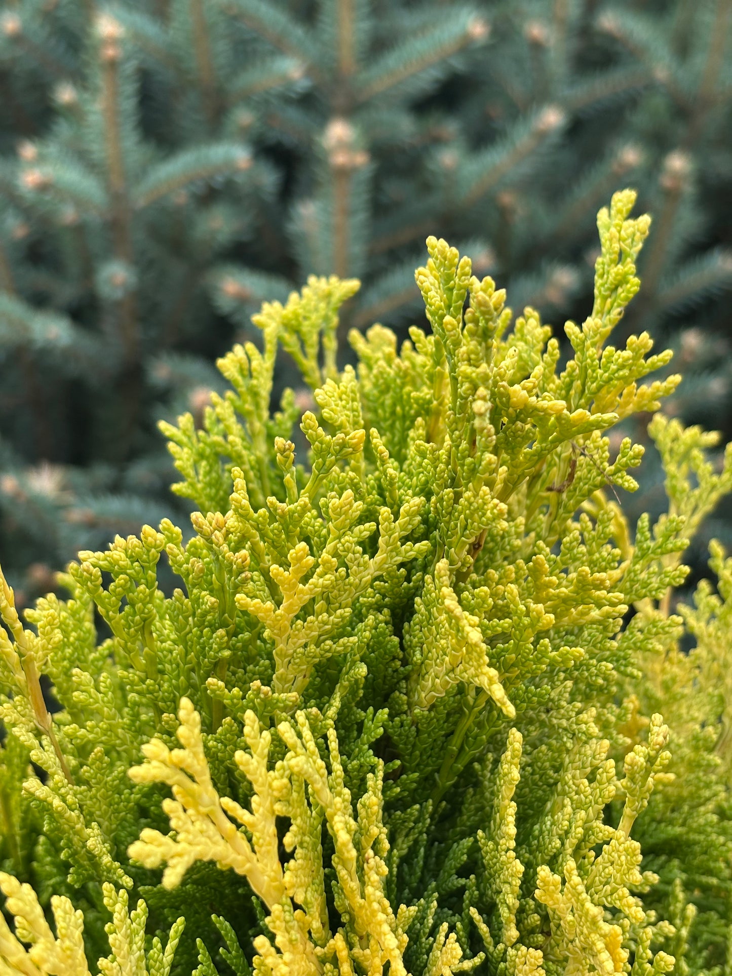 Chamaecyparis lawsoniana ‘Minima Aurea’