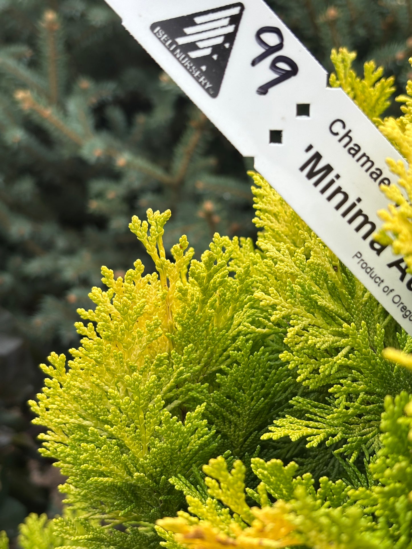 Chamaecyparis lawsoniana ‘Minima Aurea’