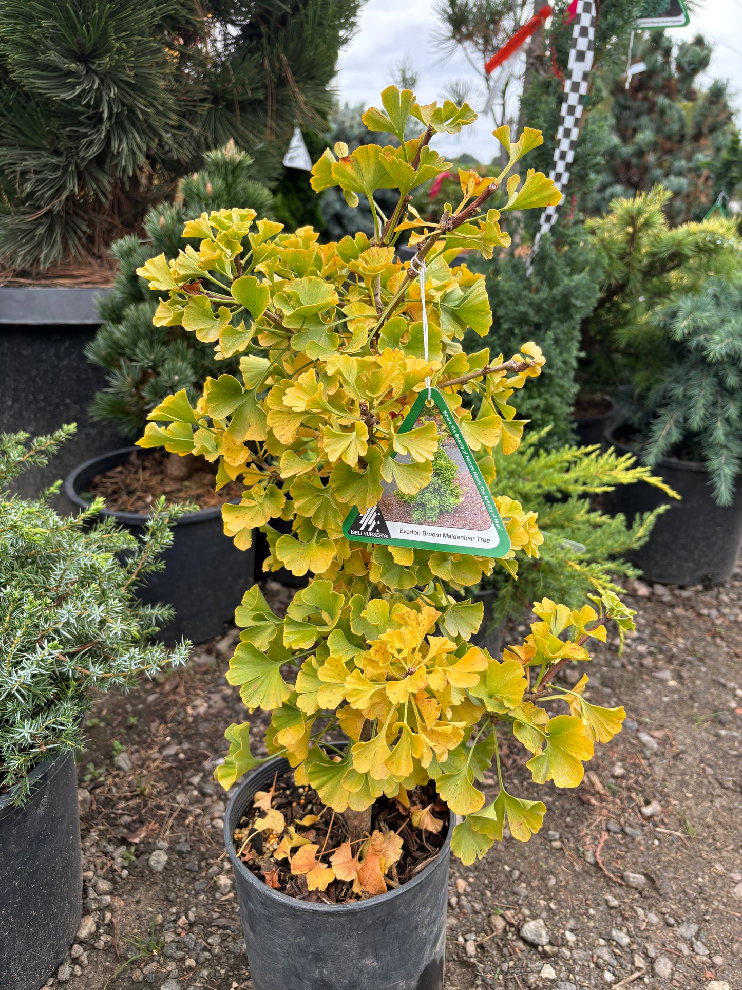 Gingko biloba ‘Everton Broom’
