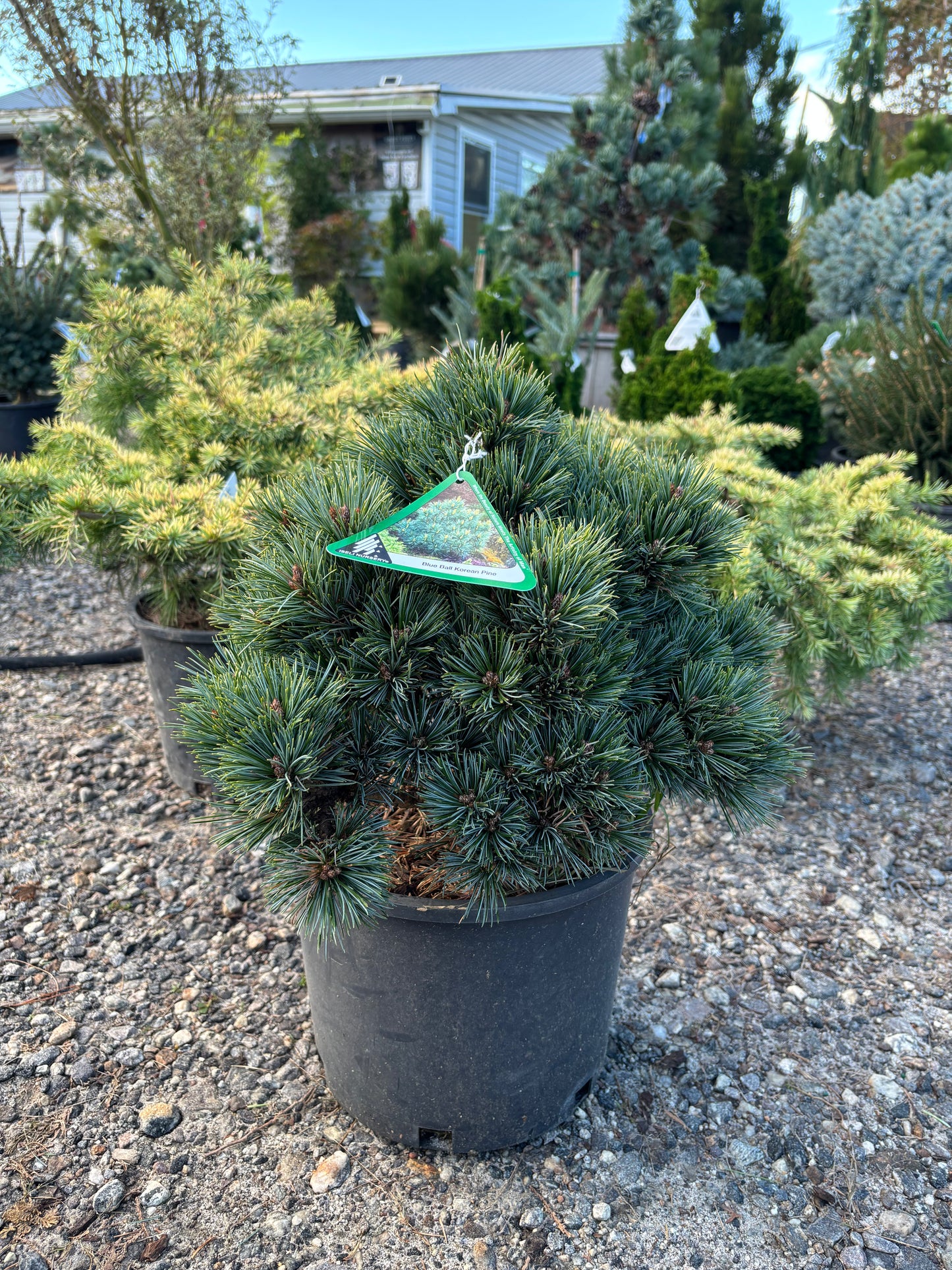 Pinus koraiensis ‘Blue Ball’