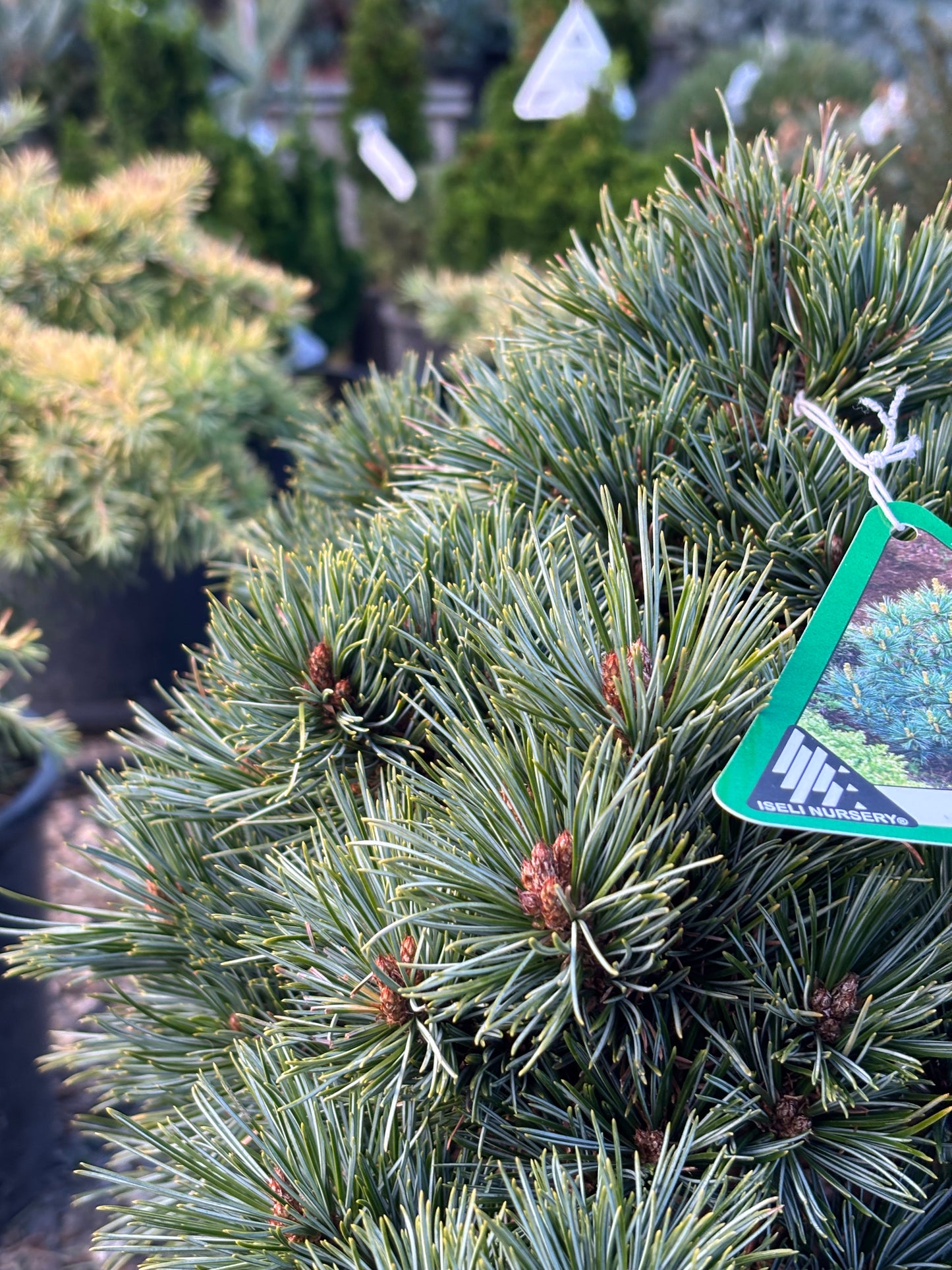 Pinus koraiensis ‘Blue Ball’
