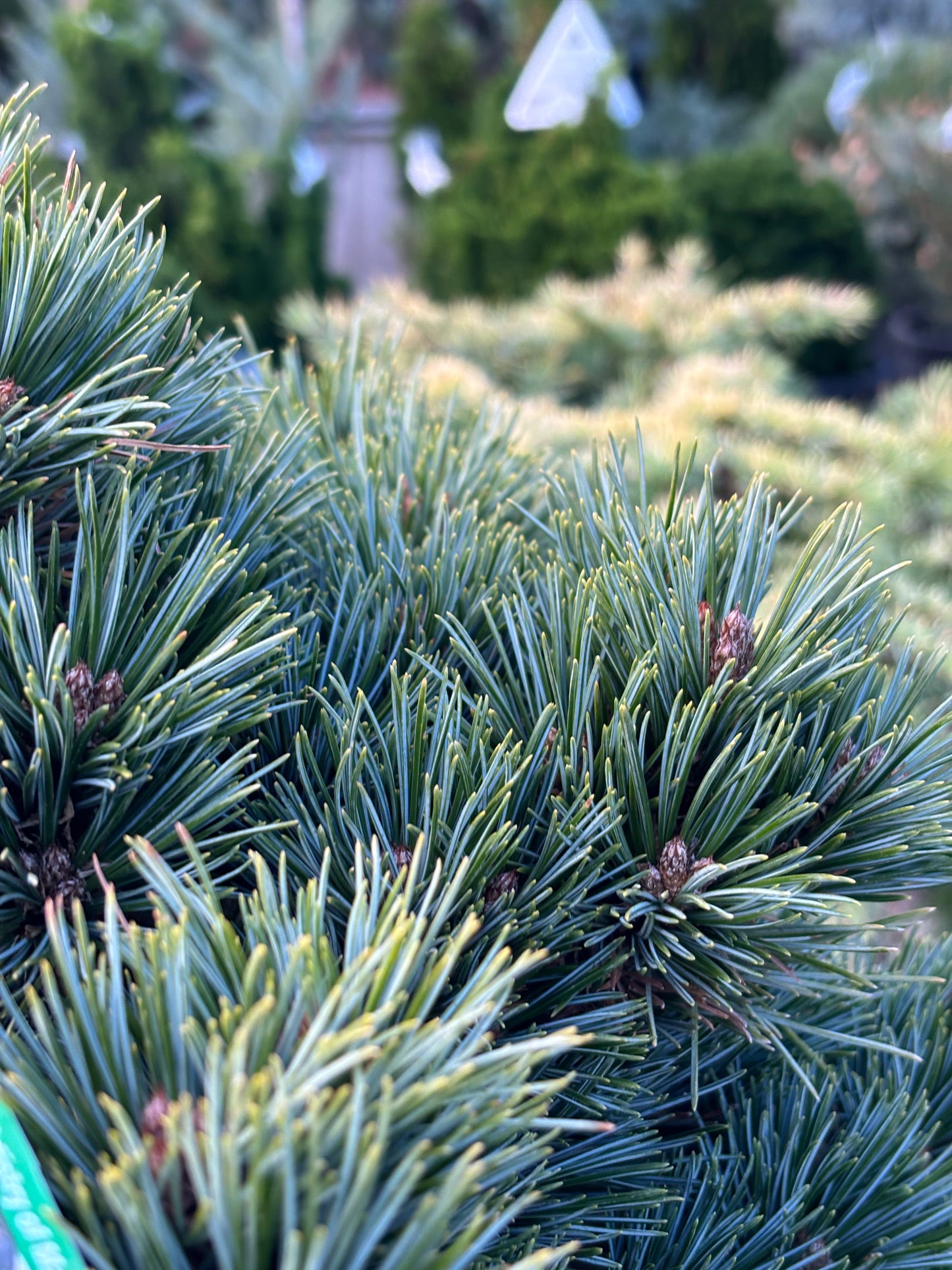 Pinus koraiensis ‘Blue Ball’