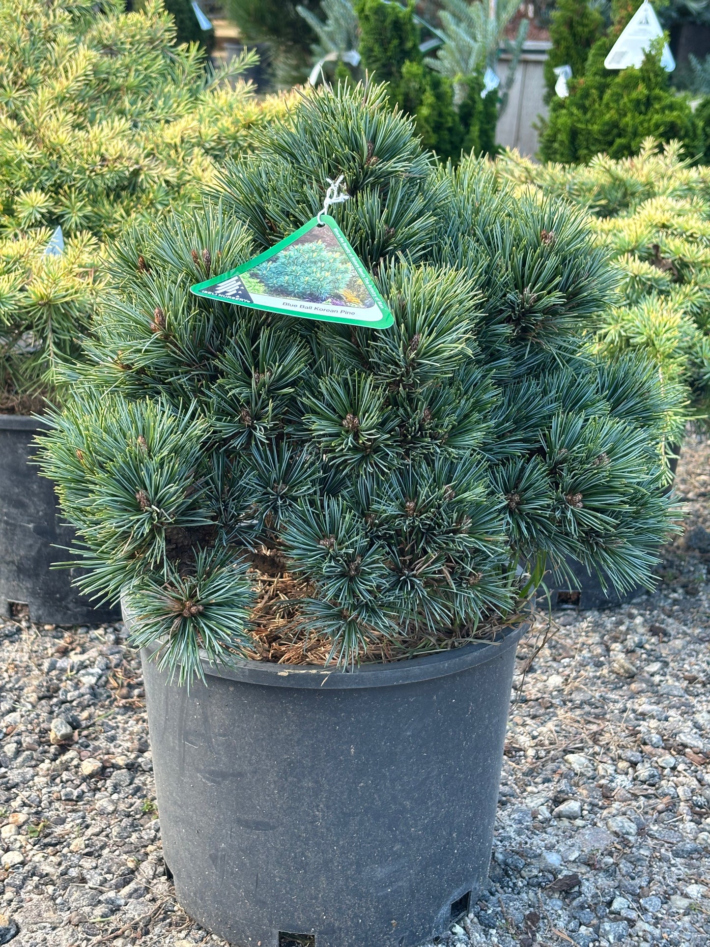 Pinus koraiensis ‘Blue Ball’