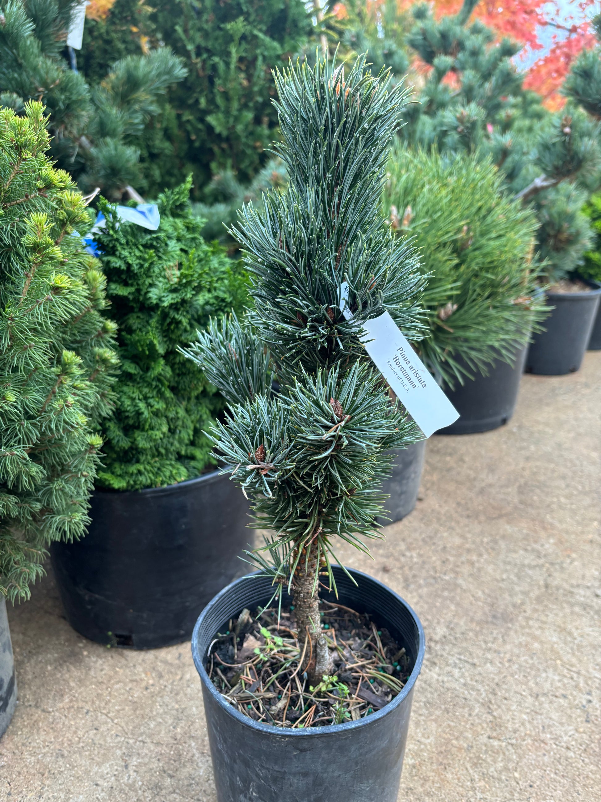 pinus aristata bonsai tree Pinus aristata 'Hortsmann' – Carolina Conifers Nursery & Landscape