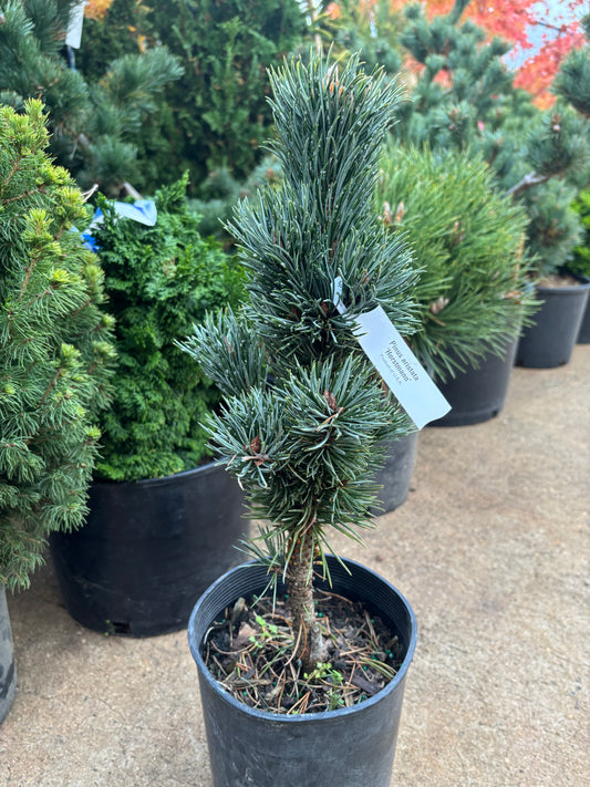 Pinus aristata 'Hortsmann'