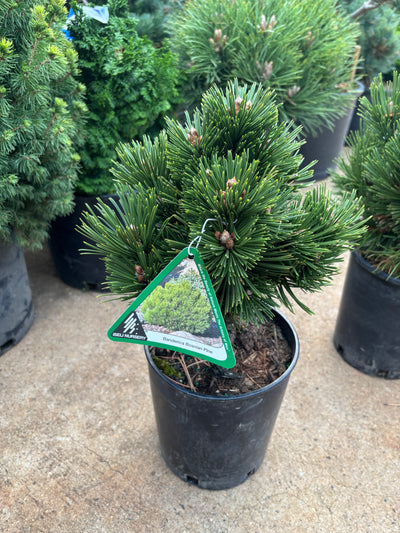 Pinus heldreichii (leucodermis) ‘Banderica