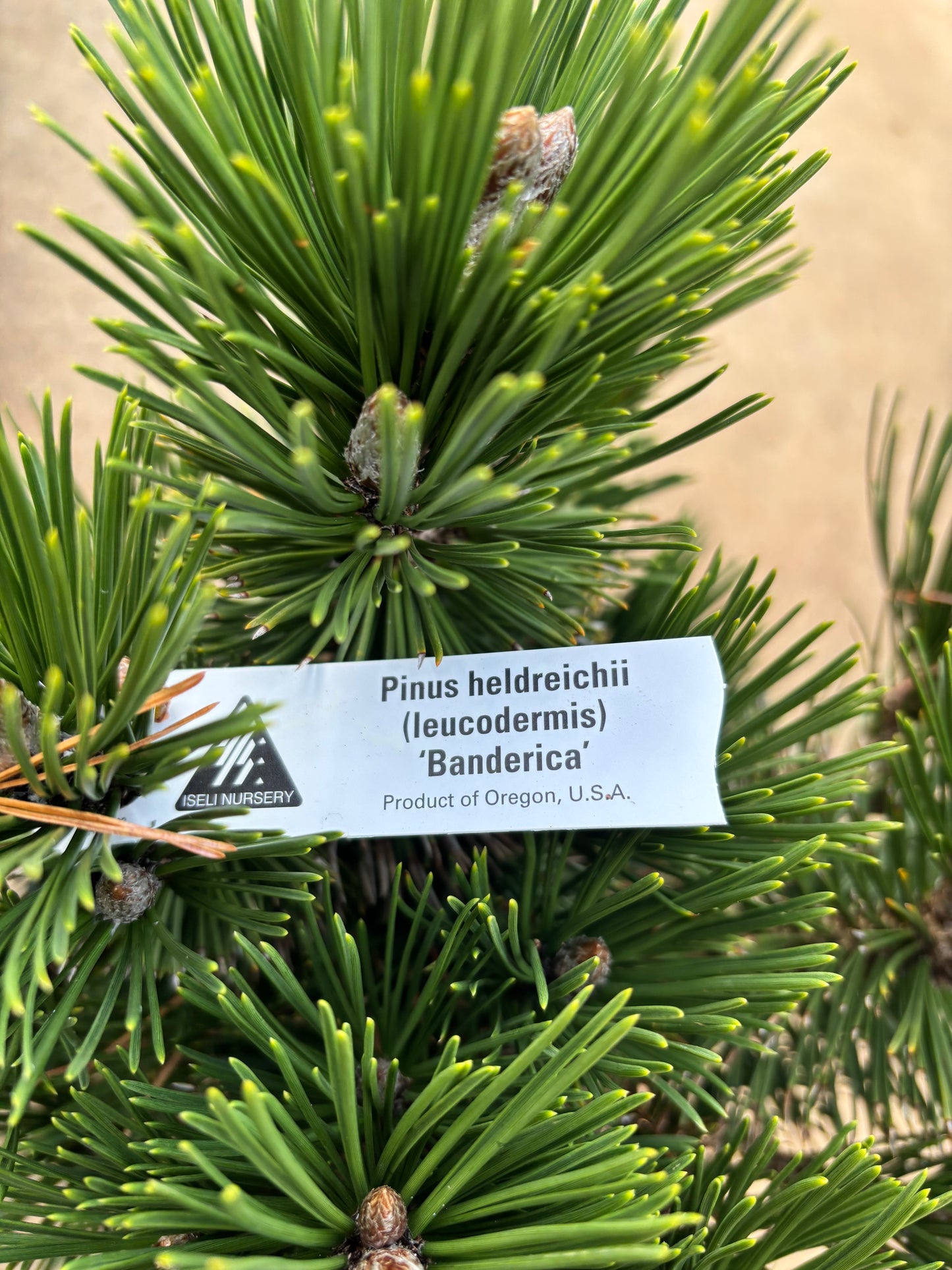 Pinus heldreichii (leucodermis) ‘Banderica