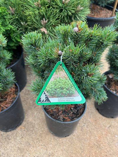 Pinus parviflora ‘Catherine Elizabeth’