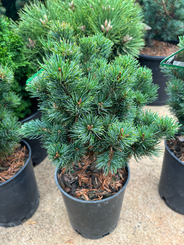 Pinus parviflora ‘Catherine Elizabeth’