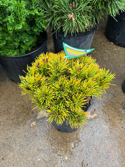 Pinus mugo ‘Laarheide’