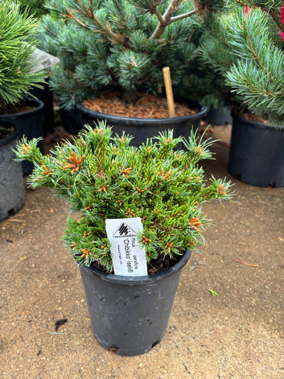 Pinus parviflora ‘Chibikko’