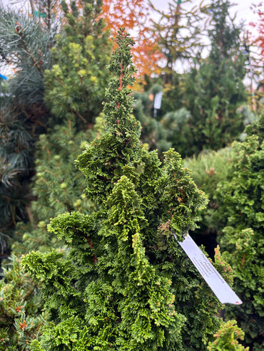 Thuja occidentalis ‘Primo’