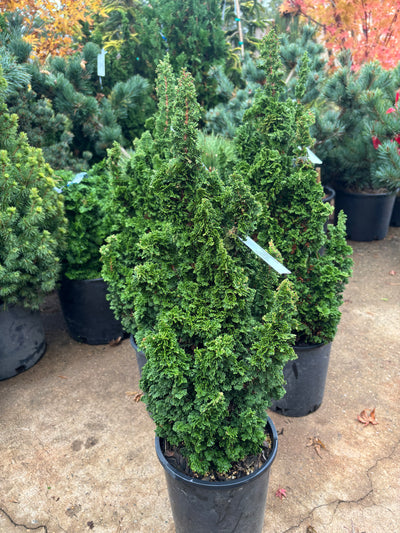 Thuja occidentalis ‘Primo’