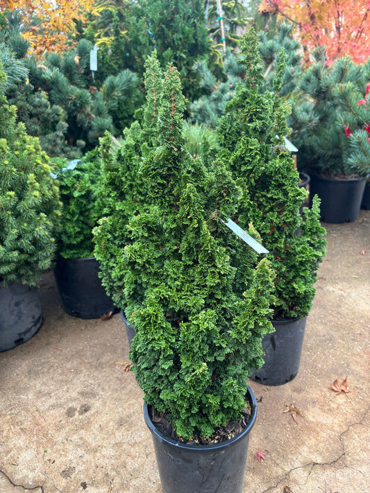 Thuja occidentalis ‘Primo’
