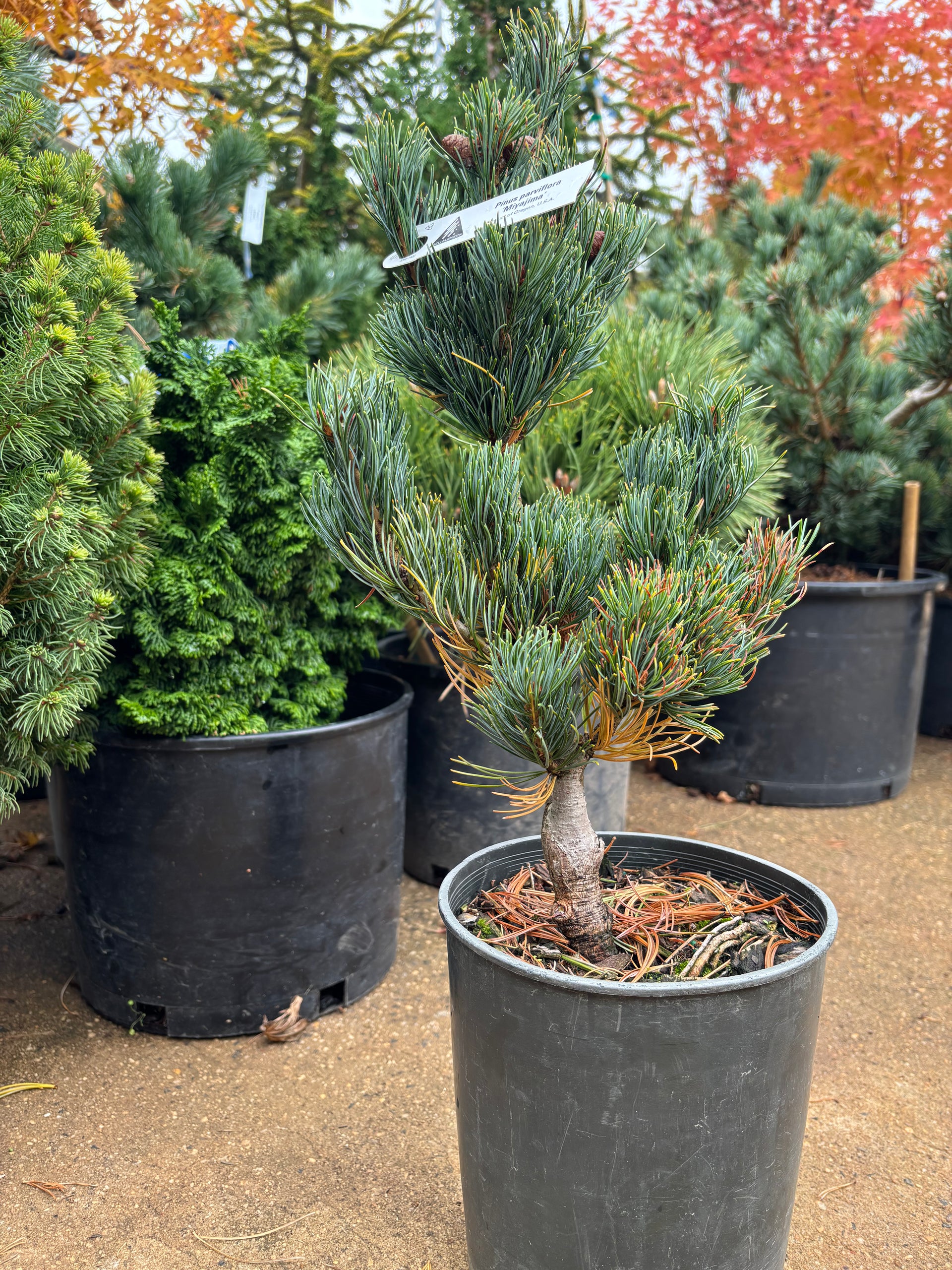 Pinus parviflora 'Miyajima' – Carolina Conifers Nursery & Landscape