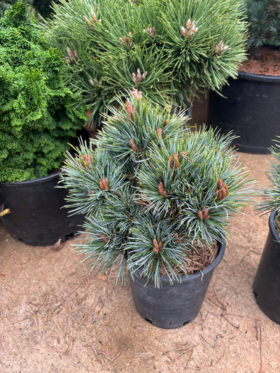 Pinus koraiensis ‘Blue Ball’