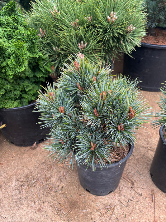 Pinus koraiensis ‘Blue Ball’